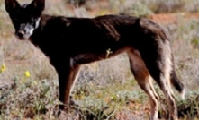 Wild dogs taking financial, social, emotional toll