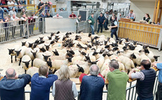 Auction mart sales round-up: Loosebeare and Whitehart production sales top at 5,500gns twice; Flying cow and calf trade at Sedgemoor; Young handler retains Skipton supreme title
