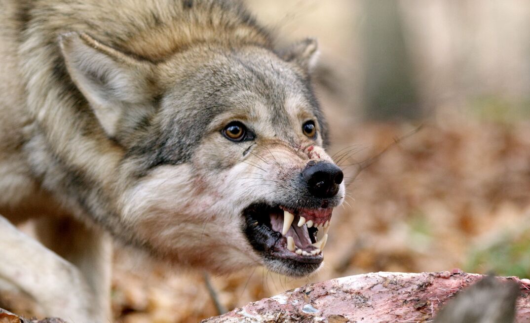 Who the wolf, who the sheep in Latin America?