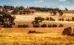 Empire's Pitfield project sits among the wheat fields of Western Australia. Credit: Chris de Blank, via Shutterstock