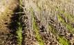  GRDC high rainfall zone workshops in WA will extend outcomes from national and regional projects that have GRDC investment. Photo: Catherine Norwood / © GRDC