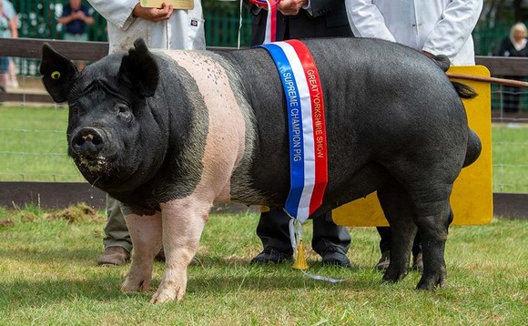 GREAT YORKSHIRE SHOW: Hampshire boar takes top spot