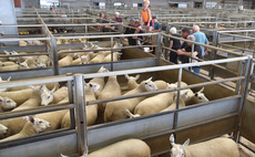Bluetongue latest: Cases exceed 800 | Vaccinated sheep 'attracting premium' | Disease 'becoming endemic' in parts of Scotland