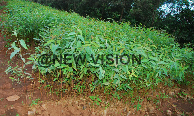 A plant nursery can boost your income A plant nursery can boost your income