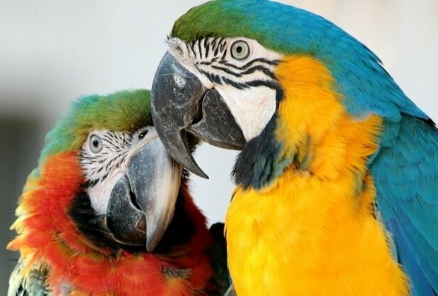 Macaw parrots bring vibrant spring colors to Shanghai Zoo