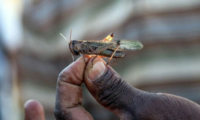 Common questions about locusts Common questions about locusts