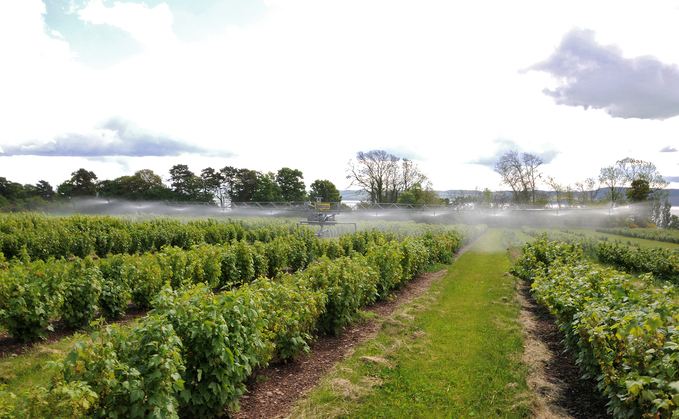 Ribena harnesses AI to detect blackcurrant farms' biodiversity hotspots 