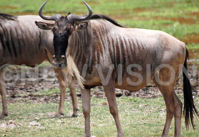   herd of lue ildebeest in mboseli ational ark one of enyas most popular parks  ildebeest are nonexistent in ganda