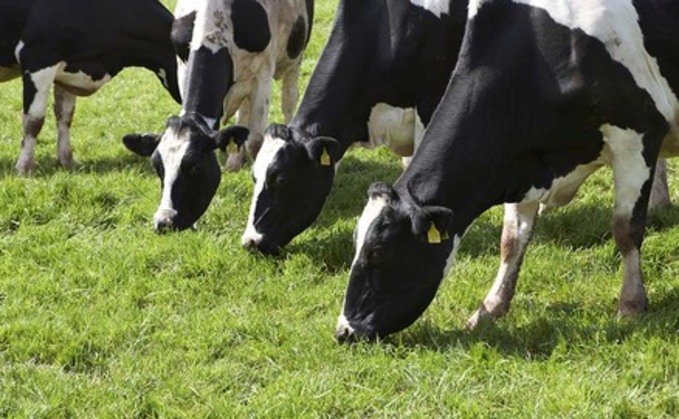 Important elements in dairy cow nutrition