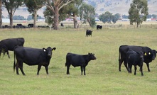  Beef was a major contributor to a rise in red meat exports in May. Picture Mark Saunders.