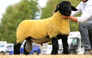 Sales round up: Breed records, Suffolk sales, young handlers, online sheep sales