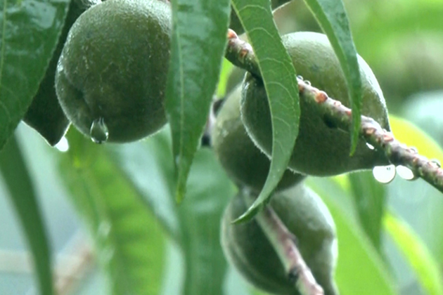 Manipur's Orange Bowl: Dailong village merges tradition with ecological wisdom