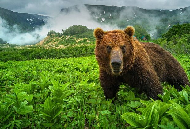 5 deadly animals of Russia: How to survive