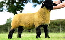 Lakeview flock tops Suffolks at 52,000gns