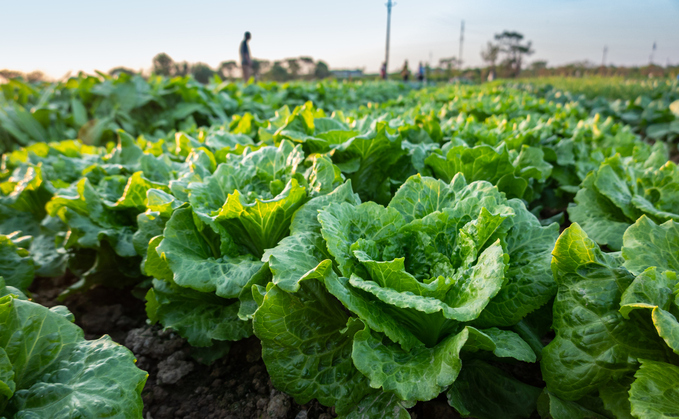 Partner Insight: Leading lettuce grower and Essex robotic experts revolutionise how to farm the crop