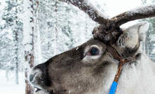 Reindeer are one of the supposed reasons the Kallak North deposit in Sweden has not been developed