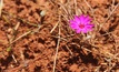  Kimberley flower