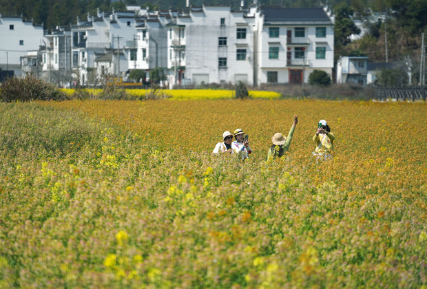 CHINA-JIANGXI-WUYUAN-SPRING SCENERY-COLE FLOWERS (CN)