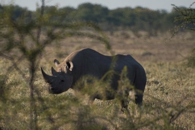Cross Border Syndicates Implicated in Surge in Rhino Poaching