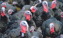 G & J Barron ceases Christmas turkey production after flock wiped out by disease