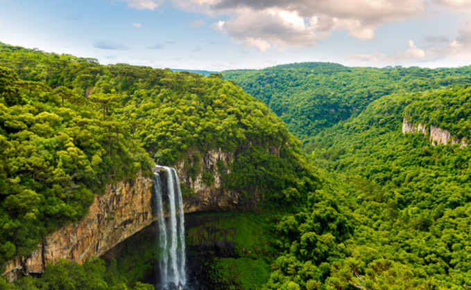 Rainforest is a key carbon store | Credit: iStock