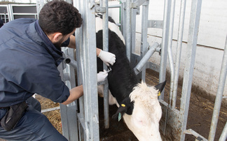 Farmers face uncertainty after APHA confirms bTB compensation error 