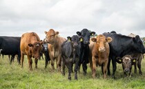 Target led ambitions needed for environment and food security, says NFU