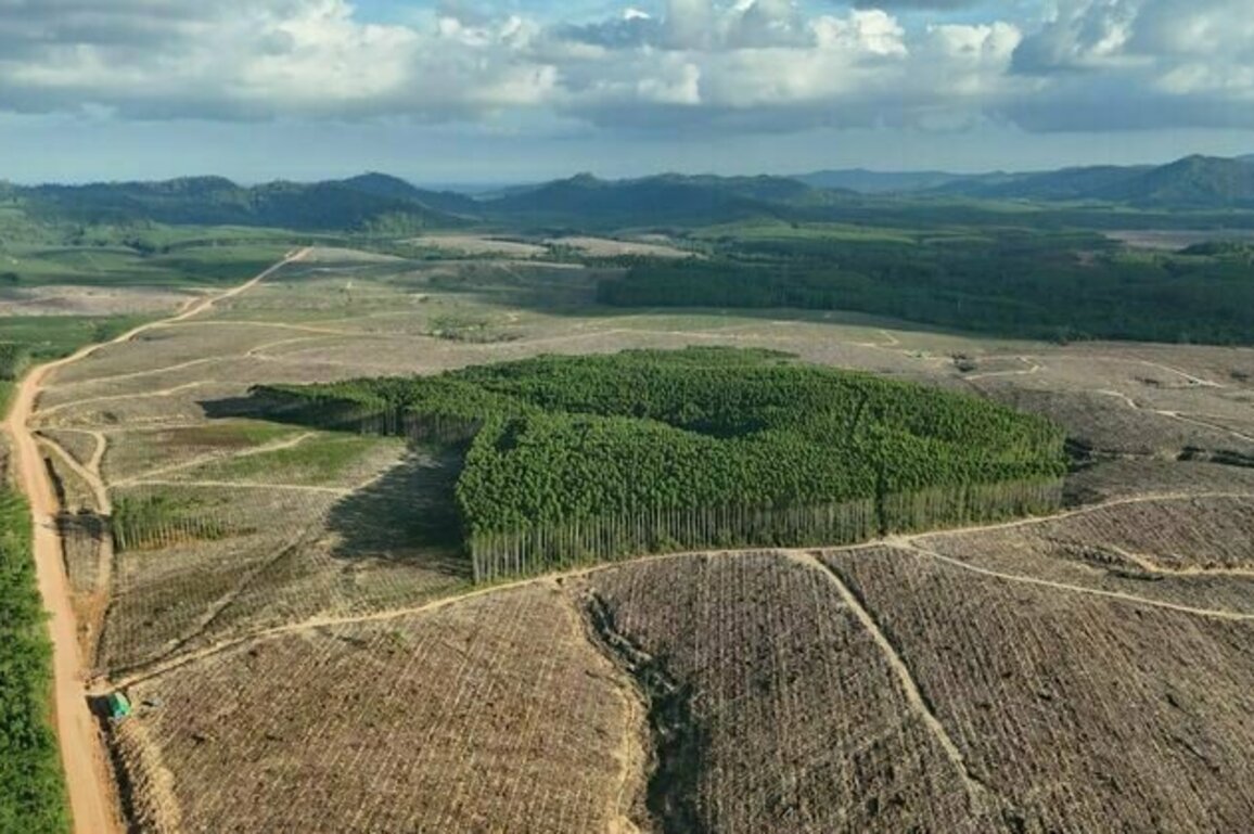 Paradoks ekspor biomassa: Hutan hilang, batu bara bertahan, karbon tak berkurang