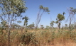 The Thunderbird project in the Kimberley