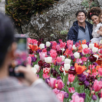 NEW ZEALAND-SPRING-BLOSSOMS
