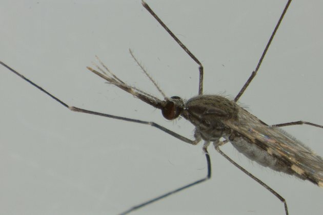 Artificial light may become a new weapon in the fight to control malaria