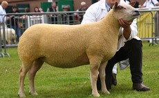 Charollais takes championship at Staffordshire County Show