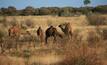 Some of the residents out in the remote Officer Basin where Strategic wants to drill