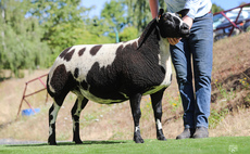 Halo tops Boyo reduction at 12,000gns