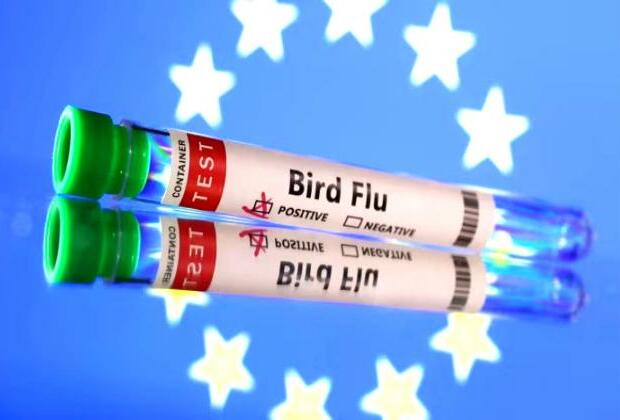 US to build stockpile of bird flu vaccine for poultry