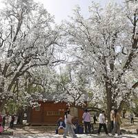 (VistaNingxia)CHINA-NINGXIA-ZHONGWEI-OLD PEAR TREES-TOURISM (CN)
