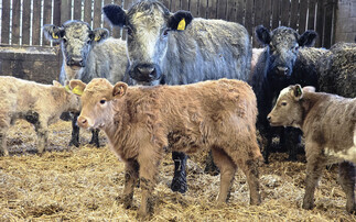 Vaccine ends calf scour crisis in beef herd hit by cryptosporidiosis