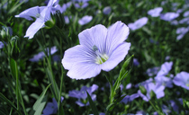 Is linseed the spring rotational reset crop?