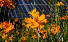 Solar developer teams up with RSPB to exceed biodiversity net gain requirement