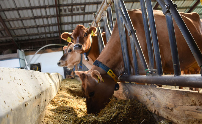 Exporting Jersey heifers proves profitable for Danish dairy farmer