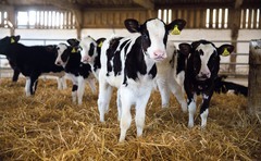 The calf rearing basics that will pay you back for five lactations