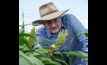  Professor Andrew Borrell has led breakthrough research on crop drought tolerance. Image courtesy Queensland DAF.