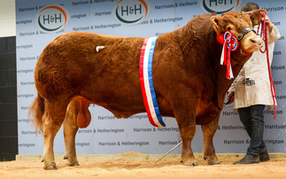 Another top title and price for Goldies Limousins