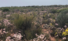  Grades were down but wildflowers in the Flying Fox region were blooming in the September quarter