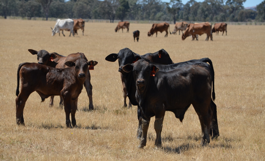 The gross value of farm production is forecast to be over $86 billion, largely driven by higher livestock production and prices. Credit: Mark Saunders.
