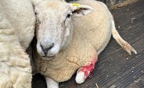 Owner banned from dog walking near livestock after admitting to repeated offences