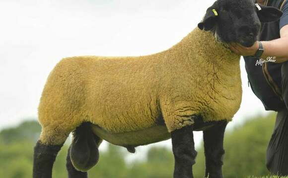 Suffolks sell to 5,200gns at national sale