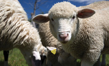 Future directions  in the sheep industry