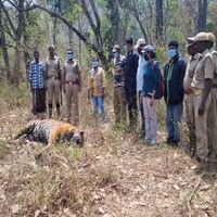 Tamil Nadu: Male tiger found dead in Nilakottai Forest Reserve