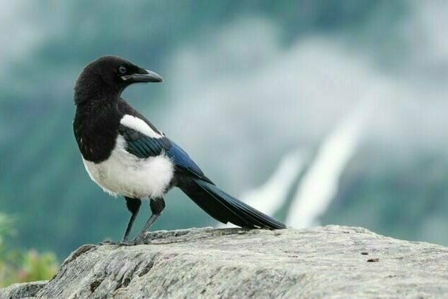 US bird population is declining